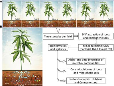 Microbiome of Field Grown Hemp Reveals Potential Microbial Interactions With Root and Rhizosphere Soil